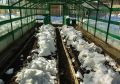 Зачем снег в теплице: секреты успешного зимнего укрытия растений