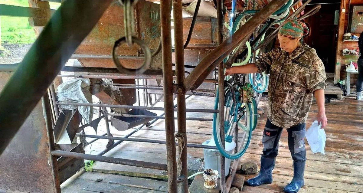 Животноводческие площадки в Черге и Улус-Черге, переданные из Алтайского экспериментального хозяйства ТГУ в управление ООО «Черга-Экопродукт» (первый гурт — 2024, второй — 2026), работают стабильно Животноводческие площадки в Черге и Улус-Черге, переданные из Алтайского экспериментального хозяйства ТГУ в управление ООО «Черга-Экопродукт» (первый гурт — 2024, второй — 2026), работают стабильно