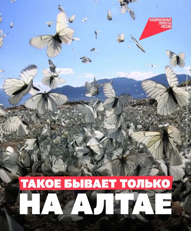Кажется, будто над Телецким озером плывёт пушистое белое облако