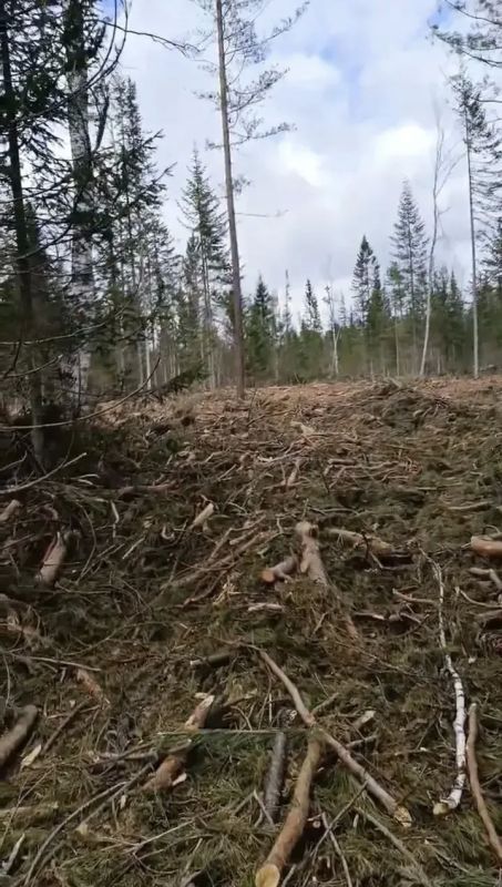 По обращениям жителей в Турочакском районе выявили нарушения правил использования лесов По обращениям жителей в Турочакском районе выявили нарушения правил использования лесов
