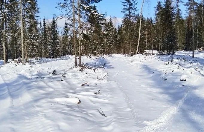 По обращениям жителей в Турочакском районе выявили нарушения правил использования лесов По обращениям жителей в Турочакском районе выявили нарушения правил использования лесов