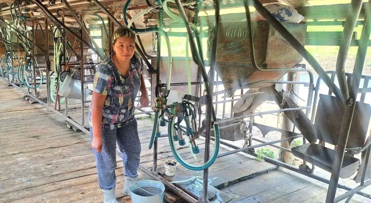 Животноводческие площадки в Черге и Улус-Черге, переданные из Алтайского экспериментального хозяйства ТГУ в управление ООО «Черга-Экопродукт» (первый гурт — 2024, второй — 2026), работают стабильно Животноводческие площадки в Черге и Улус-Черге, переданные из Алтайского экспериментального хозяйства ТГУ в управление ООО «Черга-Экопродукт» (первый гурт — 2024, второй — 2026), работают стабильно