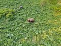 Комендантский час вводят в Яйлю изза участившихся выходов медведей