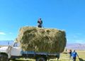 Животноводы Кош-Агачского района приступили к «зеленой жатве»