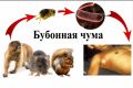 Чума: знать, чтобы не бояться и быть в безопасности