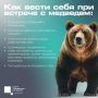 О правилах поведения при встрече с медведем