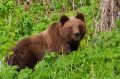 Медведь напал на палатку и убил 29-летнюю туристку на глазах у жениха