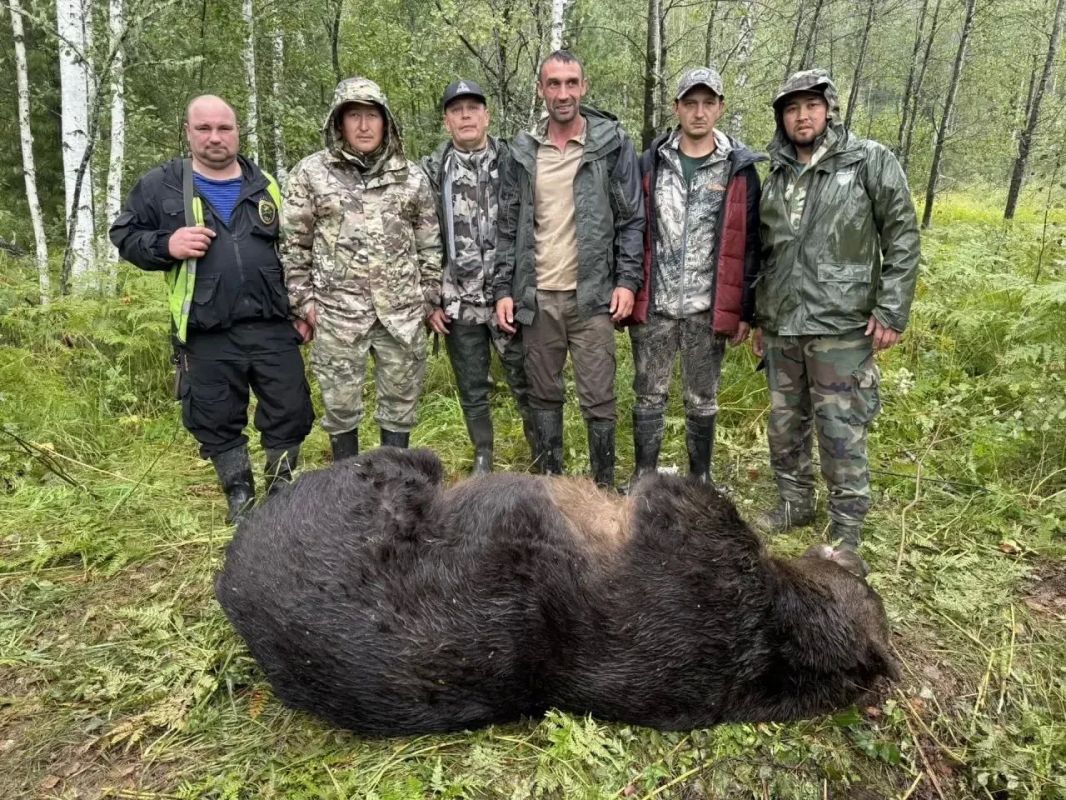 12 медведей ликвидировано в Республике Алтай за двое суток