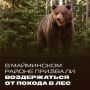 В связи с участившимися случаями выхода диких животных из лесных массивов к населенным пунктам, в Майминской районной администрации заявили о повышении уровня опасности в лесной зоне