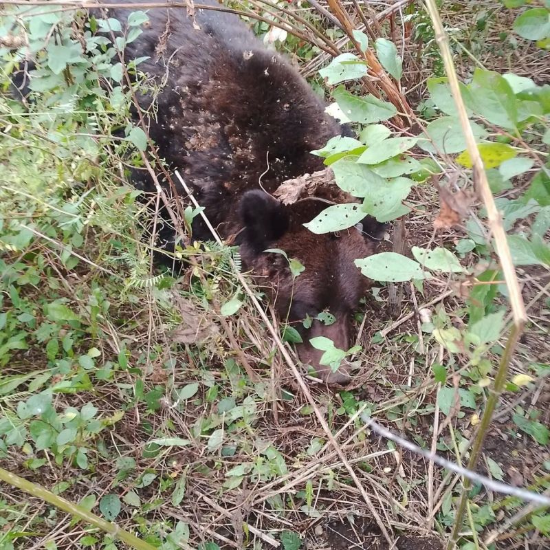 В Турочакском районе в селе Удаловка убили медведя в огороде В Турочакском районе в селе Удаловка убили медведя в огороде