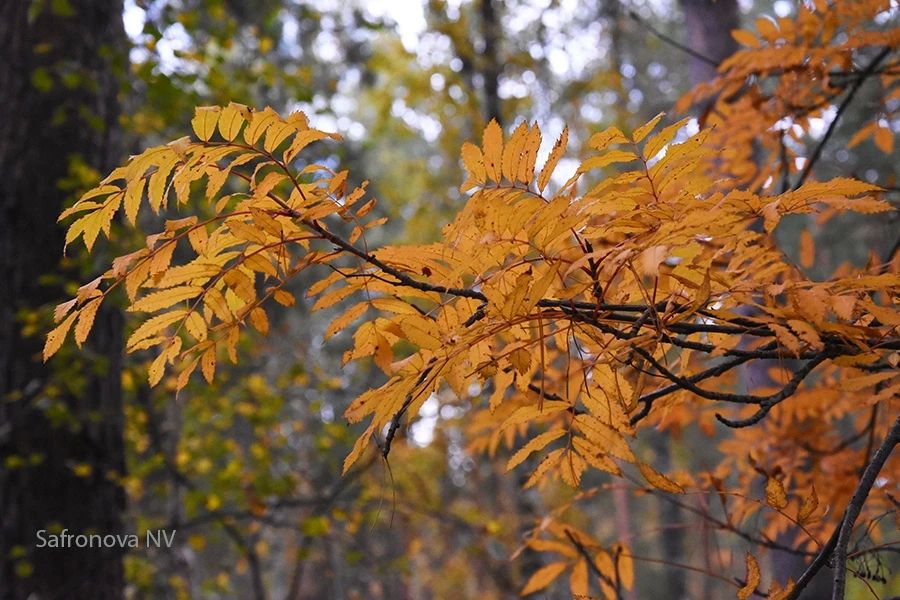 #поэтическоеутро. ***. Осень мягкою ладонью