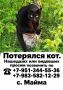 Потерялся кот в Майме. Если кто видел - позвоните по телефонам с объявления