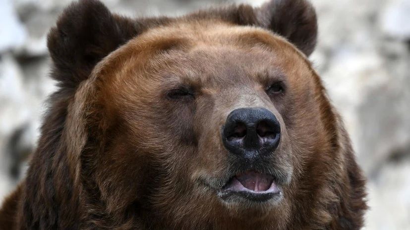 Медведи 34 раза вышли к людям за сутки в Бурятии
