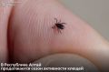Несмотря на снижение активности клещей, сезон в Республике Алтай еще не завершен