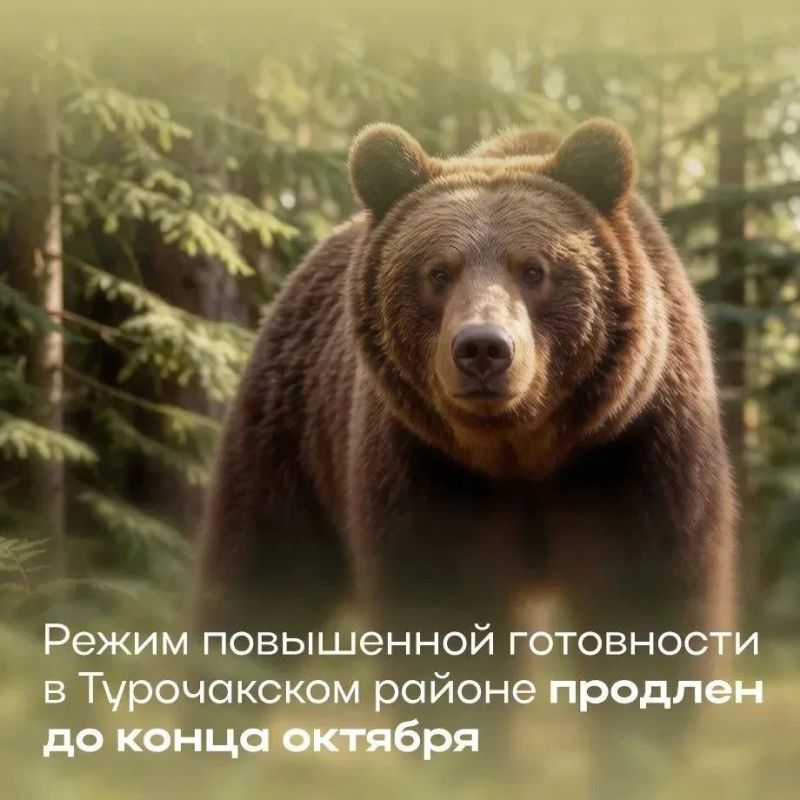 Режим повышенной готовности в Турочакском районе продлен до конца октября изза угрозы нападения медведей