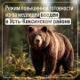 В Усть-Коксинском районе введен режим повышенной готовности из-за медведей