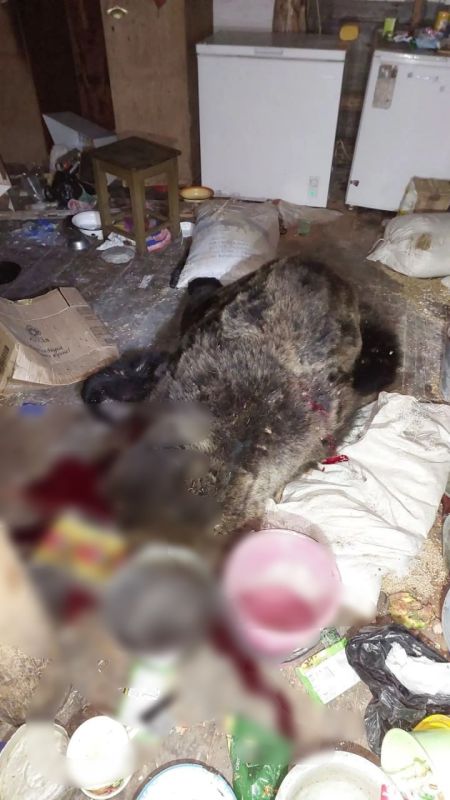 Жители села Суранаш в Турочакском районе просили о помощи из-за нашествия медведей