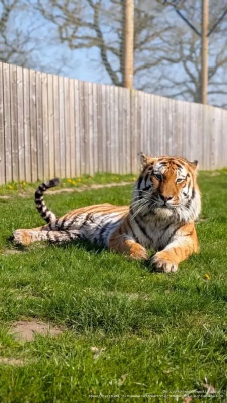 Раскрыта судьба тигра, растерзавшего посетителя в британском зоопарке