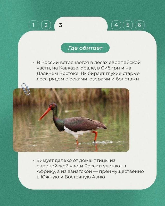 Сегодня в рубрике «Животные Красной книги» - черный аист: осторожная лесная птица с переливчатым оперением и ярко красным клювом Сегодня в рубрике «Животные Красной книги» - черный аист: осторожная лесная птица с переливчатым оперением и ярко красным клювом