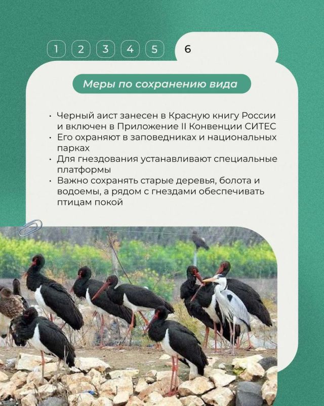 Сегодня в рубрике «Животные Красной книги» - черный аист: осторожная лесная птица с переливчатым оперением и ярко красным клювом Сегодня в рубрике «Животные Красной книги» - черный аист: осторожная лесная птица с переливчатым оперением и ярко красным клювом