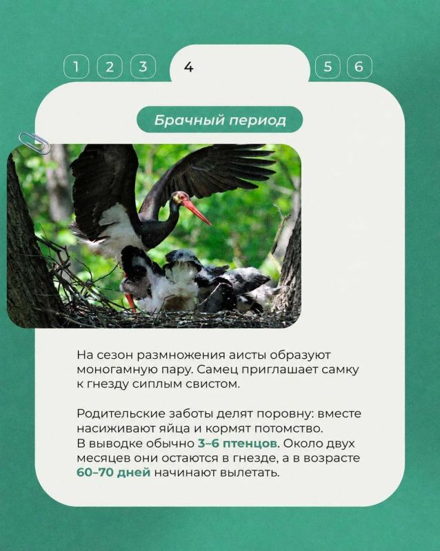 Сегодня в рубрике «Животные Красной книги» - черный аист: осторожная лесная птица с переливчатым оперением и ярко красным клювом Сегодня в рубрике «Животные Красной книги» - черный аист: осторожная лесная птица с переливчатым оперением и ярко красным клювом