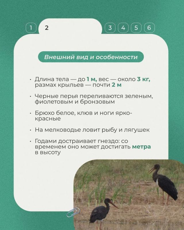 Сегодня в рубрике «Животные Красной книги» - черный аист: осторожная лесная птица с переливчатым оперением и ярко красным клювом Сегодня в рубрике «Животные Красной книги» - черный аист: осторожная лесная птица с переливчатым оперением и ярко красным клювом