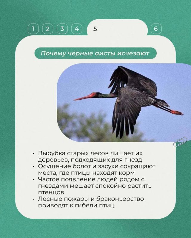 Сегодня в рубрике «Животные Красной книги» - черный аист: осторожная лесная птица с переливчатым оперением и ярко красным клювом Сегодня в рубрике «Животные Красной книги» - черный аист: осторожная лесная птица с переливчатым оперением и ярко красным клювом