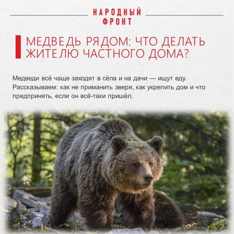 Как уберечься от медведейшатунов