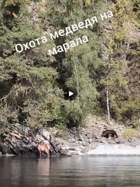 На берегу Телецкого озера в Алтайском заповеднике сфотографировали необычно непугливого марала На берегу Телецкого озера в Алтайском заповеднике сфотографировали необычно непугливого марала
