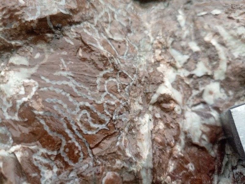 Ученые выявили схожесть древних коралловых рифов на Алтае и в Китае, территория которых была покрыта древним Палеоазиатским океаном, сообщил Институт нефтегазовой геологии и геофизики СО РАН Ученые выявили схожесть древних коралловых рифов на Алтае и в Китае, территория которых была покрыта древним Палеоазиатским океаном, сообщил Институт нефтегазовой геологии и геофизики СО РАН